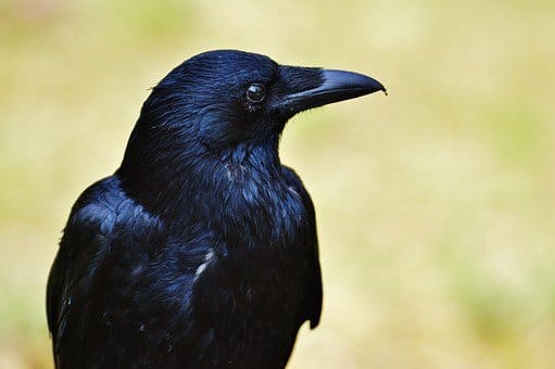 Crow, Raven Bird, Black, Bird, Flying