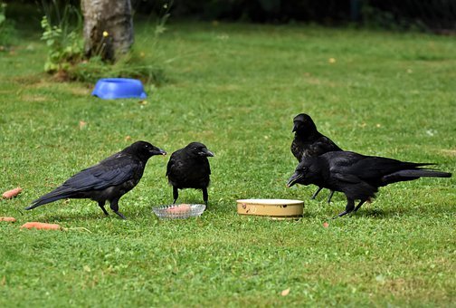 Crow, Raven Bird, Bird, Common Raven