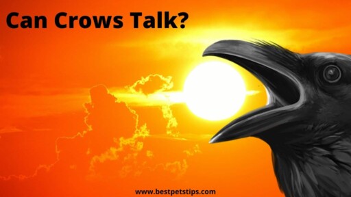 Can Crows Talk? All You Need To Know