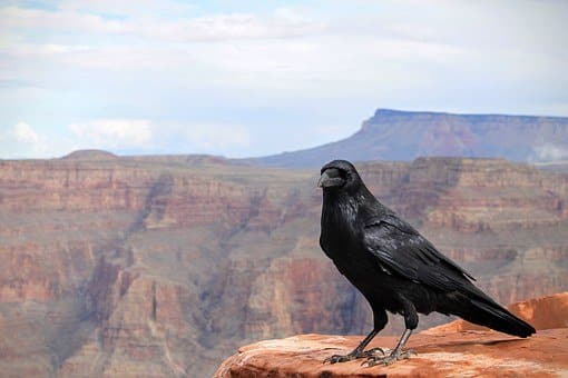 Raven, Crow, Bird, Grand Canyon