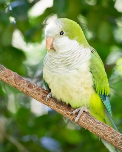 Quaker Parrot Kakariki Parakeet - Free photo on Pixabay