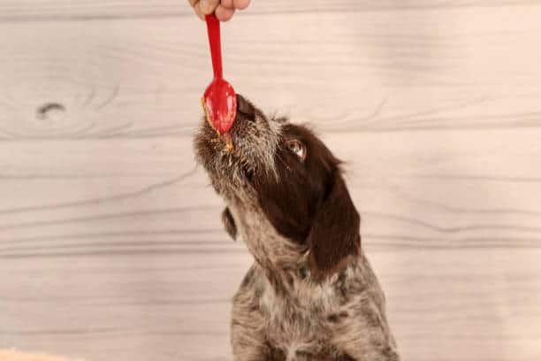 wirehaired pointing griffon eating peanut butter