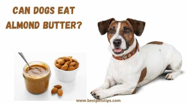 Can Dogs Eat Almond Butter? All You Need To Know