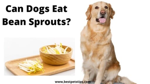 Can Dogs Eat Bean Sprouts? All You Need To Know