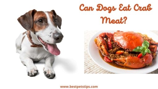 Can Dogs Eat Crab Meat? All You Need To Know
