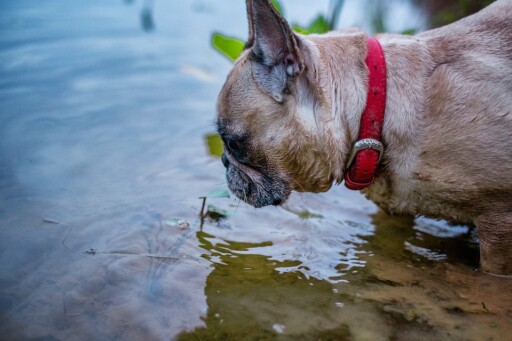 Gerda, French Bulldog, Dog, Fish, Nature, Animal