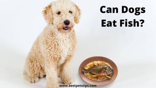 Can Dogs Eat Fish? All You Need To Know