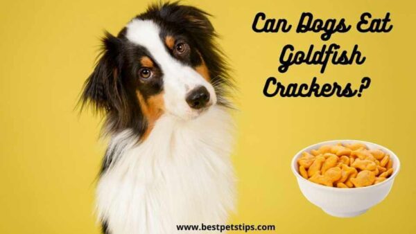 Can Dogs Eat Goldfish Crackers? All You Need To Know