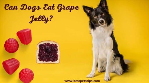 Can Dogs Eat Grape Jelly? All You Need To Know