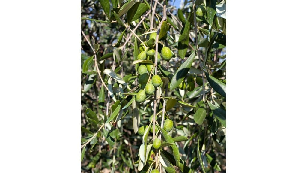 olive branch with Tuscan  olives