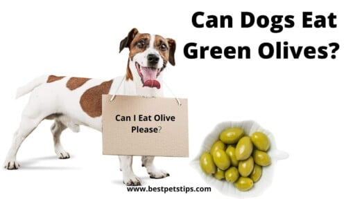 Can Dogs Eat Green Olives? All You Need To Know