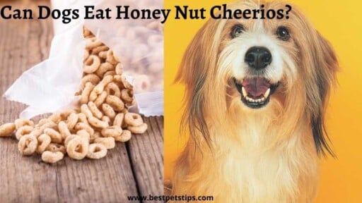 Can Dogs Eat Honey Nut Cheerios?