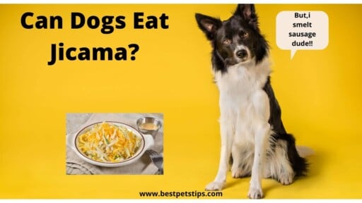 Can Dogs Eat Jicama? All You Need To Know