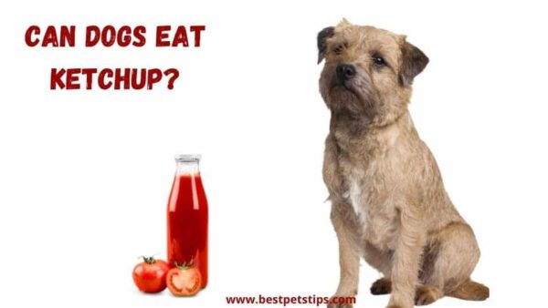 Can Dogs Eat Ketchup? All You Need To Know