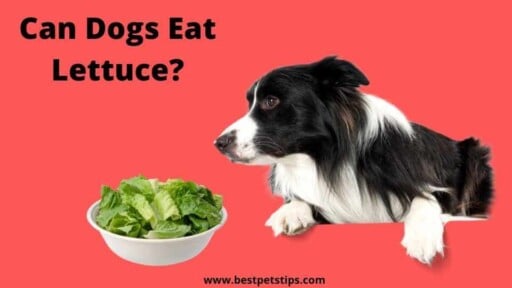 Can Dogs Eat Lettuce? All You Need To Know