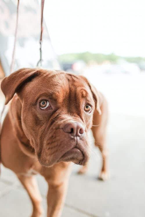 Adult Mahogany French Mastiff