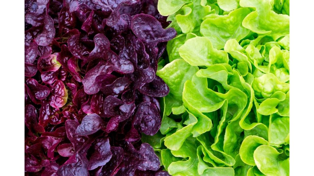 Green and purple lettuce
