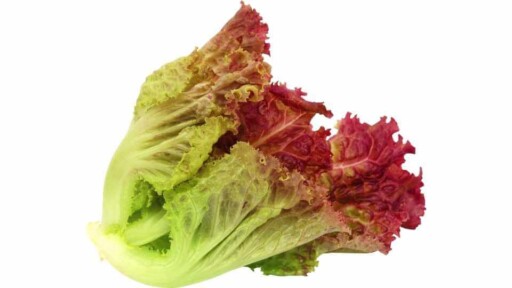 Fresh lettuce