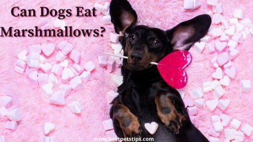 Can Dogs Eat Marshmallows? All You Need To Know