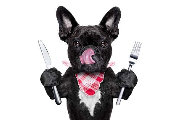 hungry french bulldog dog with tableware or utensils ready to eat dinner or lunch , tongue sticking out , isolated on white background