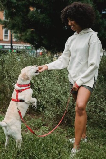 Black woman feeding dog standing on hind legs in park