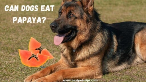 Can Dogs Eat Papaya? All You Need To Know