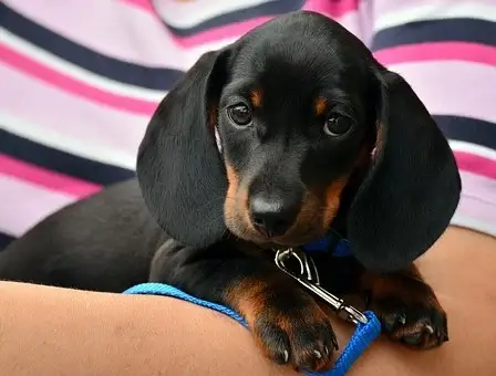 Dachshund, Puppy, Pet, Canine, Animal