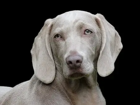 Dog, Weimaraner, Pet, Canine, Portrait