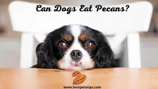 Can Dogs Eat Pecans? All You Need To Know!