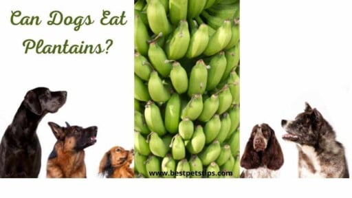 Can Dogs Eat Plantains? All You Need To Know
