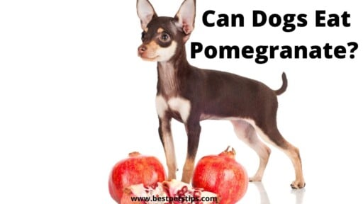 Can Dogs Eat Pomegranate? All you need to know