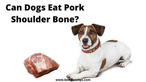 Can Dogs Eat Pork Shoulder Bone? All You Need To Know