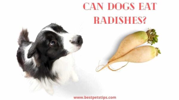 Can Dogs Eat Radishes? All You Need To Know