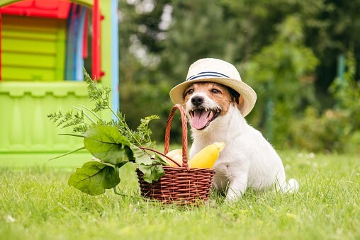 Happy Jack Russell Terrier and basket of vegetables