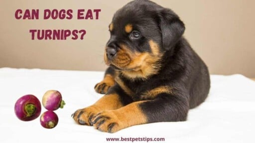Can Dogs Eat Turnips? All You Need To Know