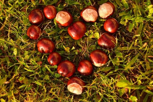Horse Chestnuts