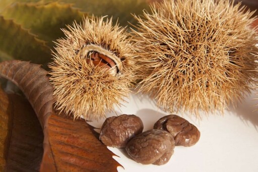 Freshwater Chestnuts 