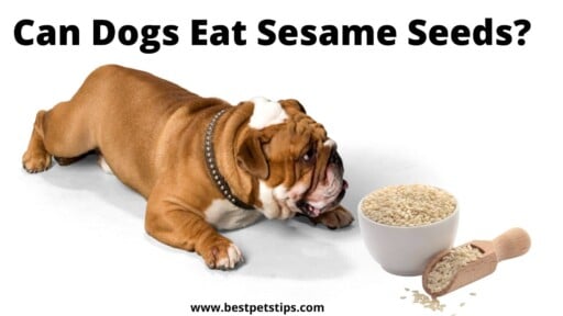 Can Dogs eat sesame seeds? Feeding advice for your dogs!