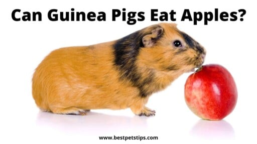 Can Guinea Pigs Eat Apples?