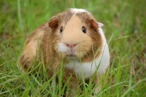 Guinea Pig, Cavy, Pet, Guinea, Rodent