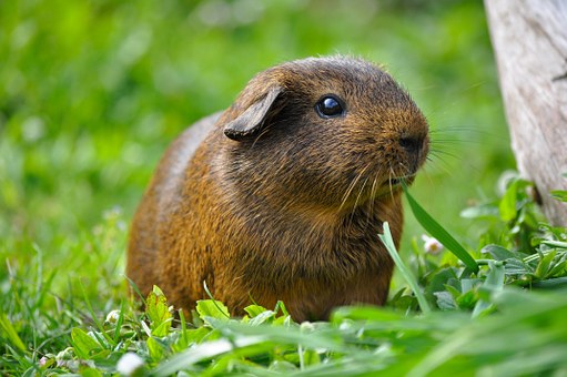 Guinea Pig, Animal, Rodent, Smooth Hair
