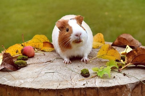 Guinea Pig, Cute, Funny, Furry, Adorable