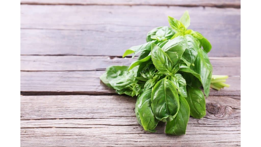 Fresh Basil