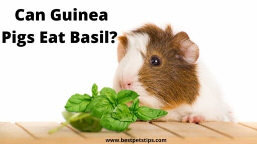 Can Guinea Pigs Eat Basil? All You Need To Know