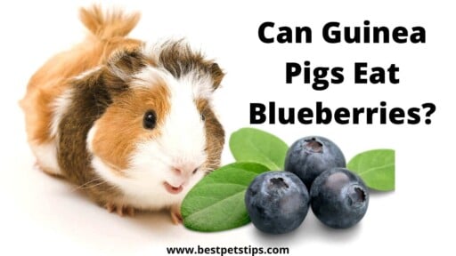 Can Guinea Pigs Eat Blueberries?