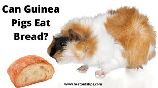 Can Guinea Pigs Eat Bread? All You Need To Know