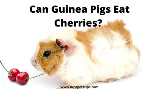 Can Guinea Pigs Eat Cherries? All You Need To Know