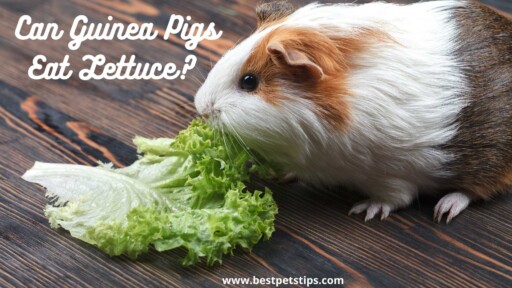 Can Guinea Pigs Eat Lettuce? All You Need to know.