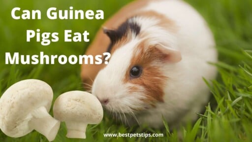 Can Guinea Pigs Eat Mushrooms?