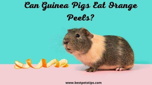 Can Guinea Pigs Eat Orange Peels? All You Need To Know